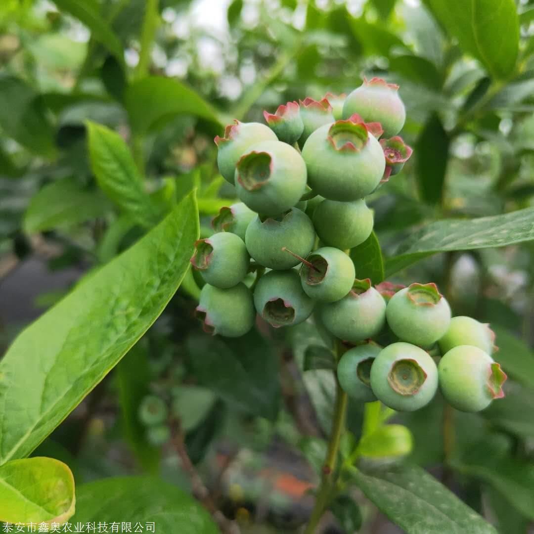 藍莓苗批發 兔眼藍莓苗多少錢一棵