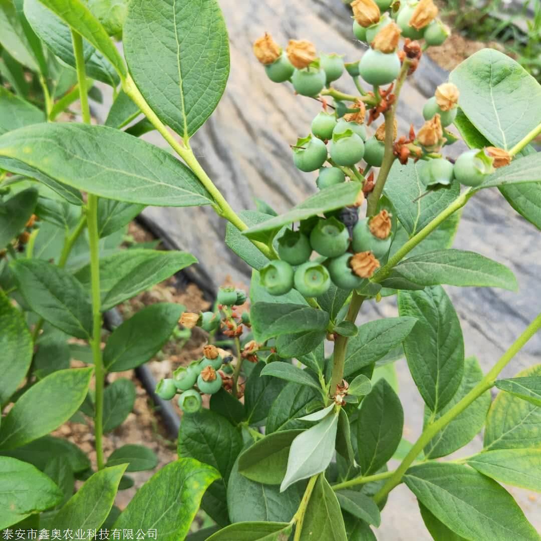 地栽兔眼蓝莓苗基地供应
