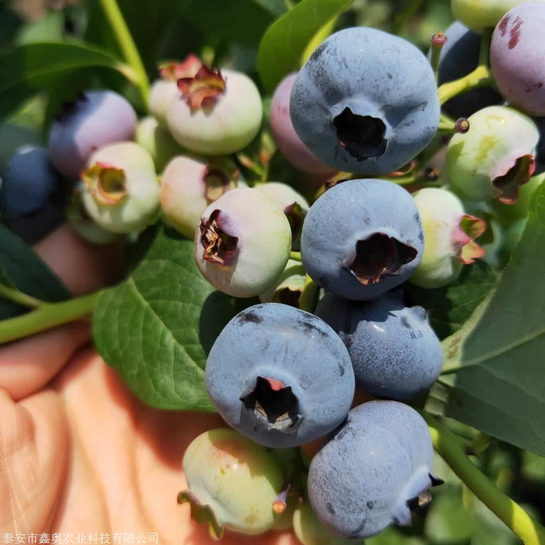 薄霧藍莓苗栽培管理