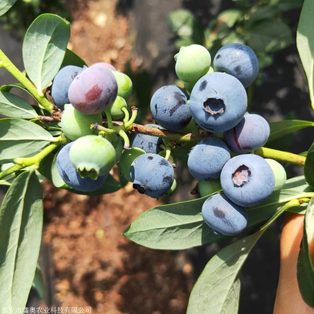 优质迪克西蓝莓苗基地基地自产自销