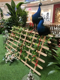 今年蓝孔雀苗价格 多少钱一对 孔雀蛋 批发价格