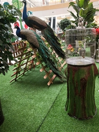 孔雀受精蛋孔雀苗价格多少钱一对