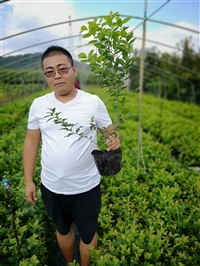 蓝莓苗基地中鑫(蓝莓基地多久替换一次种苗)