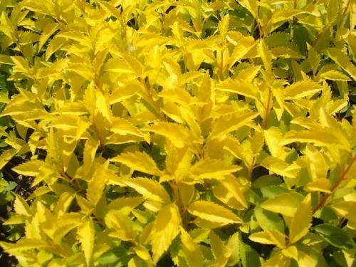 金叶连翘小苗价格低易成活