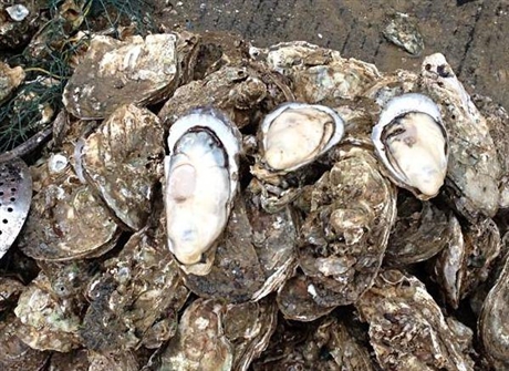 湛江生蠔 鮮活海鮮海蠣子乳山牡蠣 燒烤生蠔 大生蠔批發4-5兩