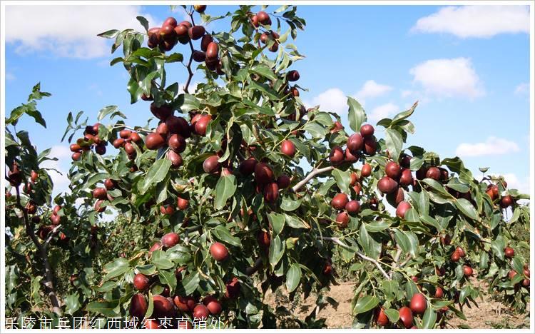 全球供应和田大枣批发价格趋势