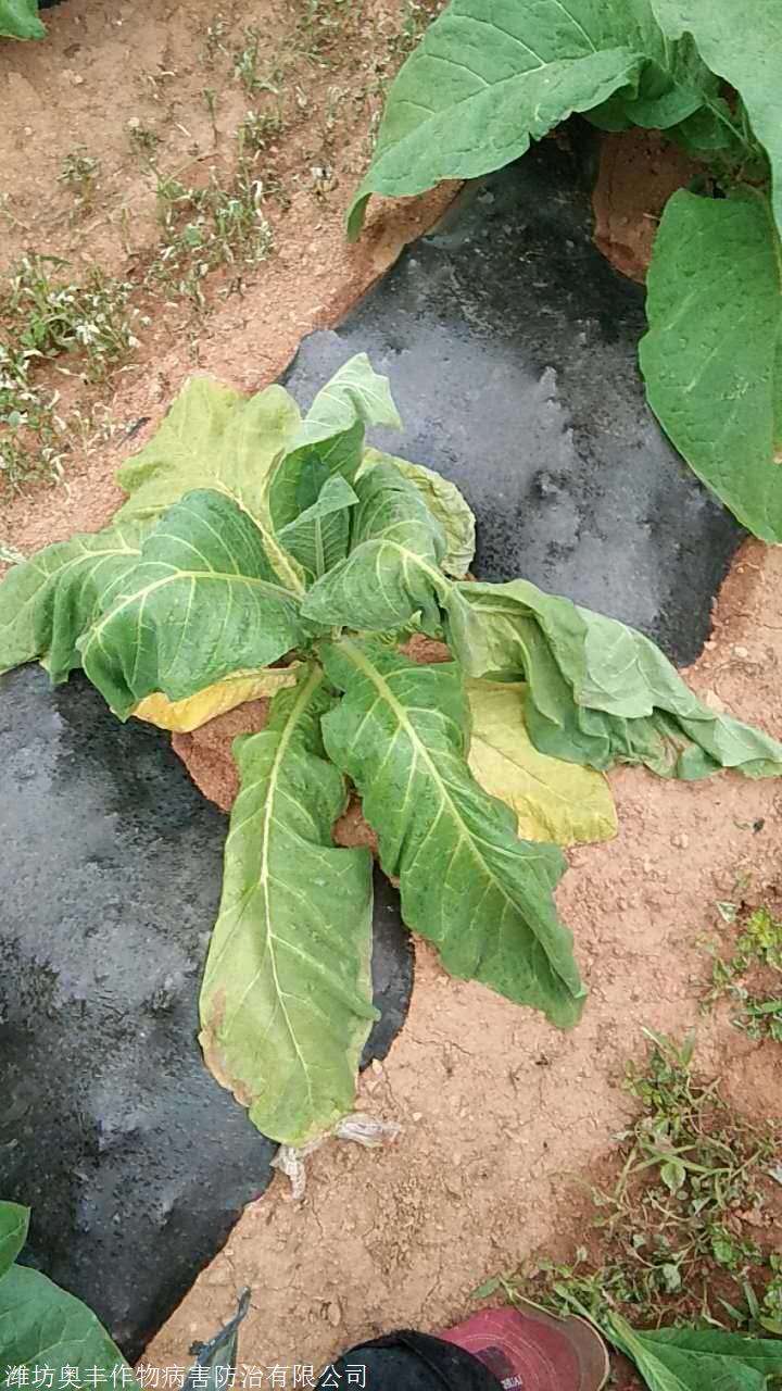 魔芋软腐病防治用什么药青枯立克厂家使用说明