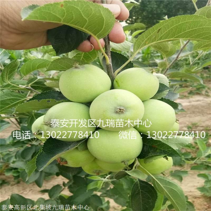 张家界红肉苹果苗供应商产品介绍