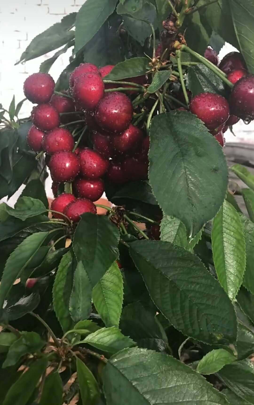 3公分粗的俄罗斯八号大樱桃树苗几月份采摘淮北