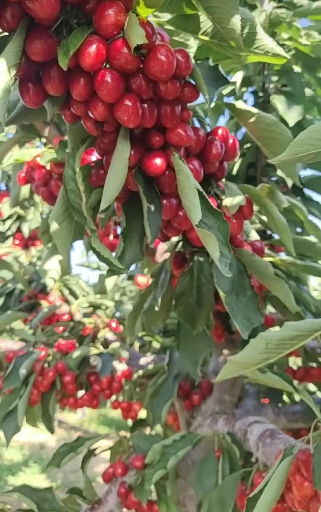 无锡3公分的俄罗斯八号大樱桃树苗根腐病的防止方法