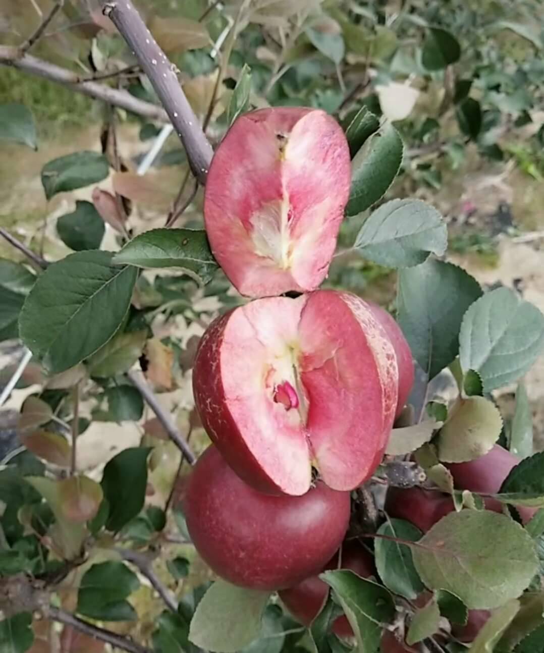 红肉苹果树苗怎么样云浮
