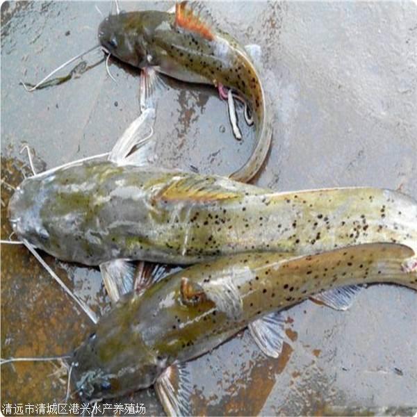 北江梅花钳鱼图片图片