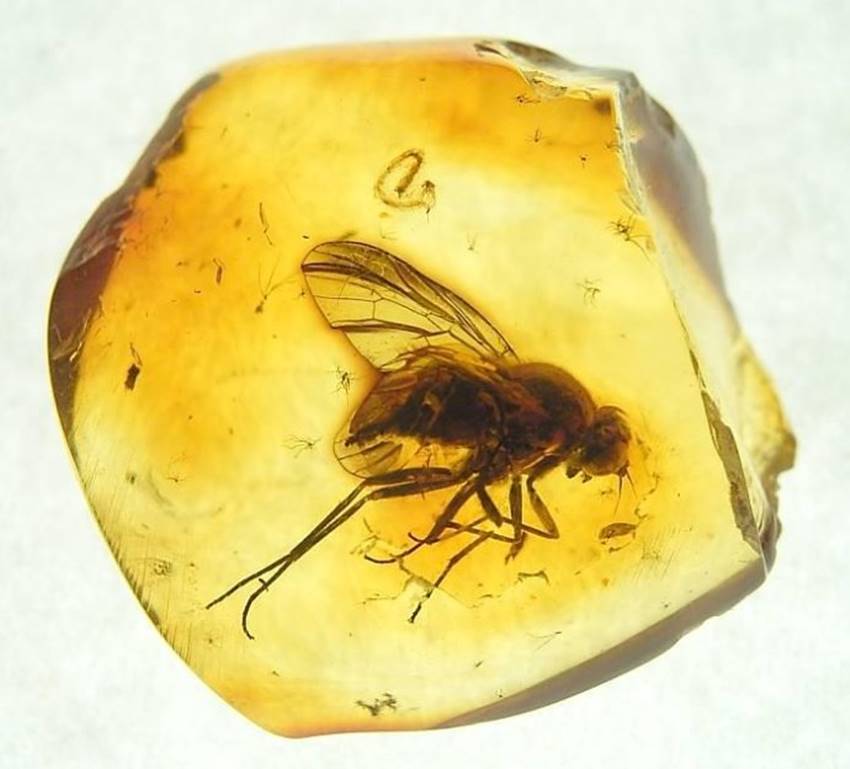 虫琥珀现金收购正规的机构