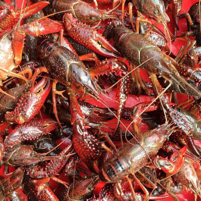 北京优鲜水产小龙虾批发低价促销