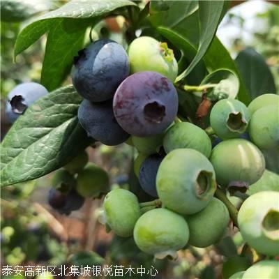 首页 泰安高新区北集坡银悦苗木中心 新闻资讯 1到5年生塞拉蓝莓苗