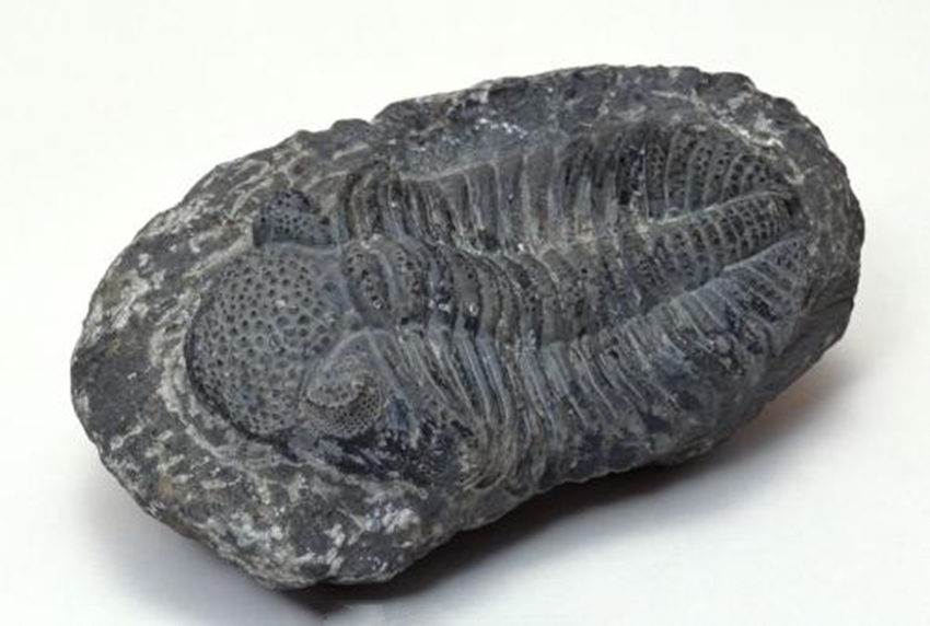 生物管虫化石历年交易记录