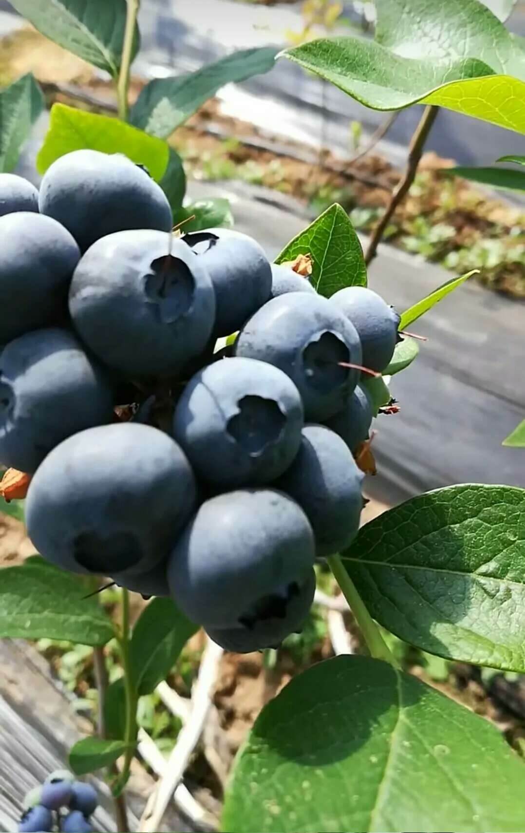 钱德勒蓝莓3年苗介绍及生长习性武威