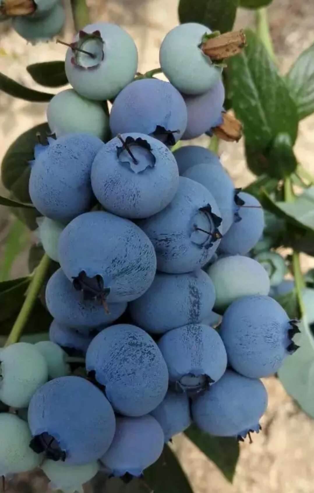 怀化美登蓝莓苗几月份施肥