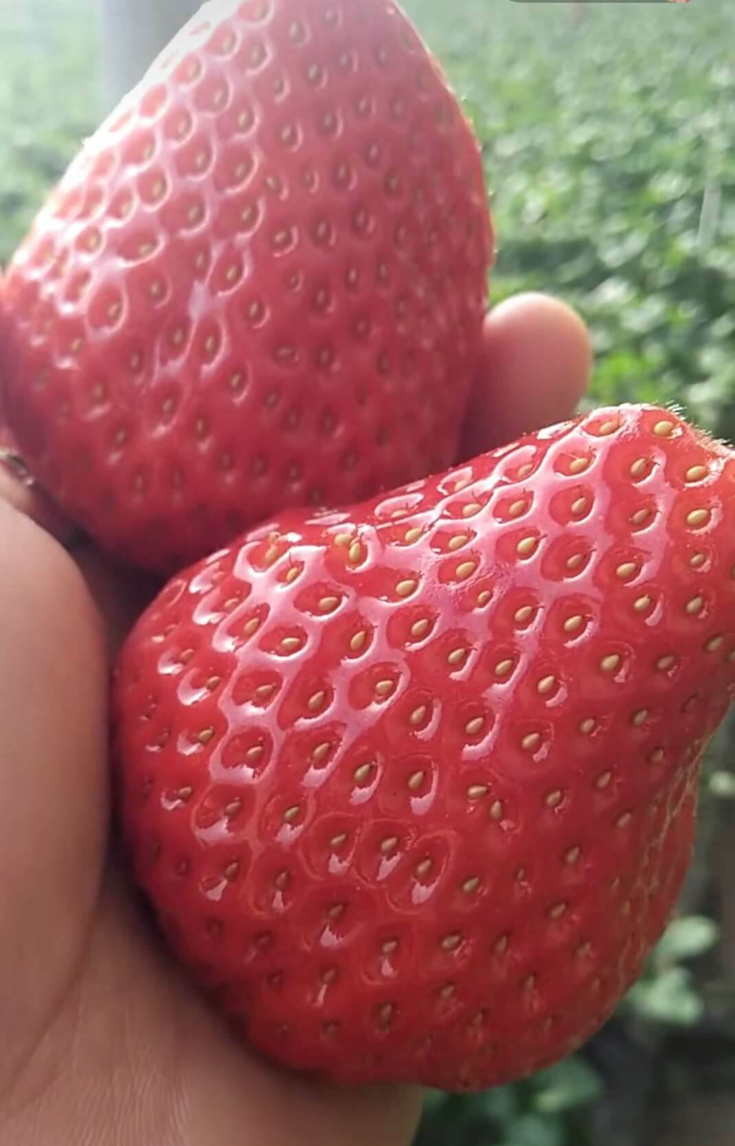 枥乙女草莓图片