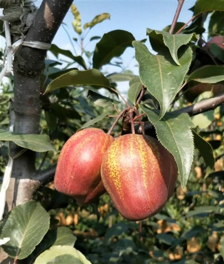 早酥红梨大棚几月成熟衡水