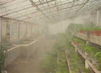 大棚花卉植物喷淋雾化灌溉工程