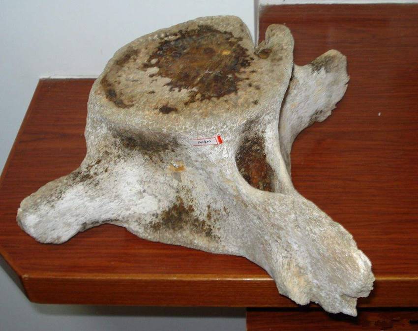 骨化石找哪家公司快速销售