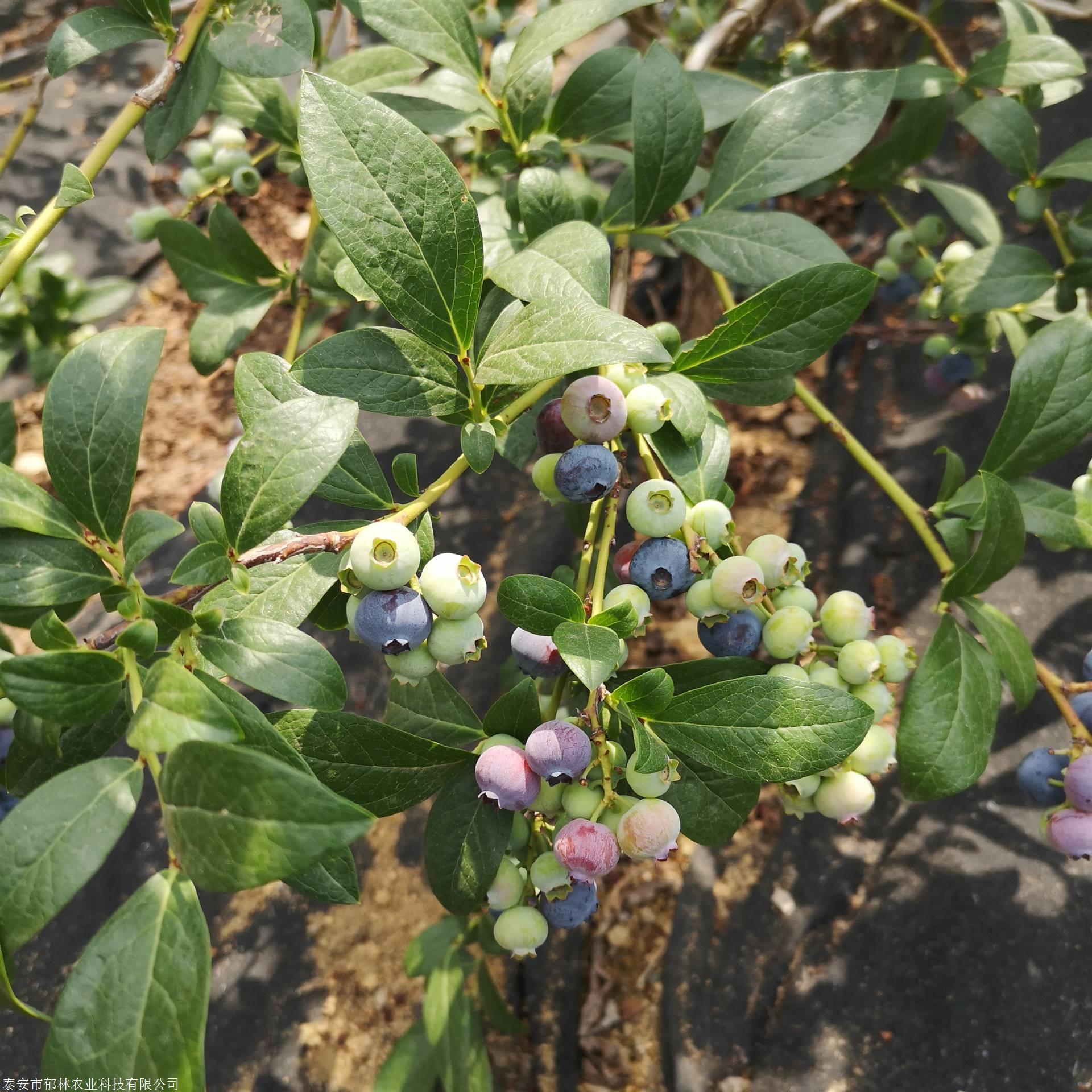 1年2年3年地栽盆栽双丰蓝莓苗种植管理技术