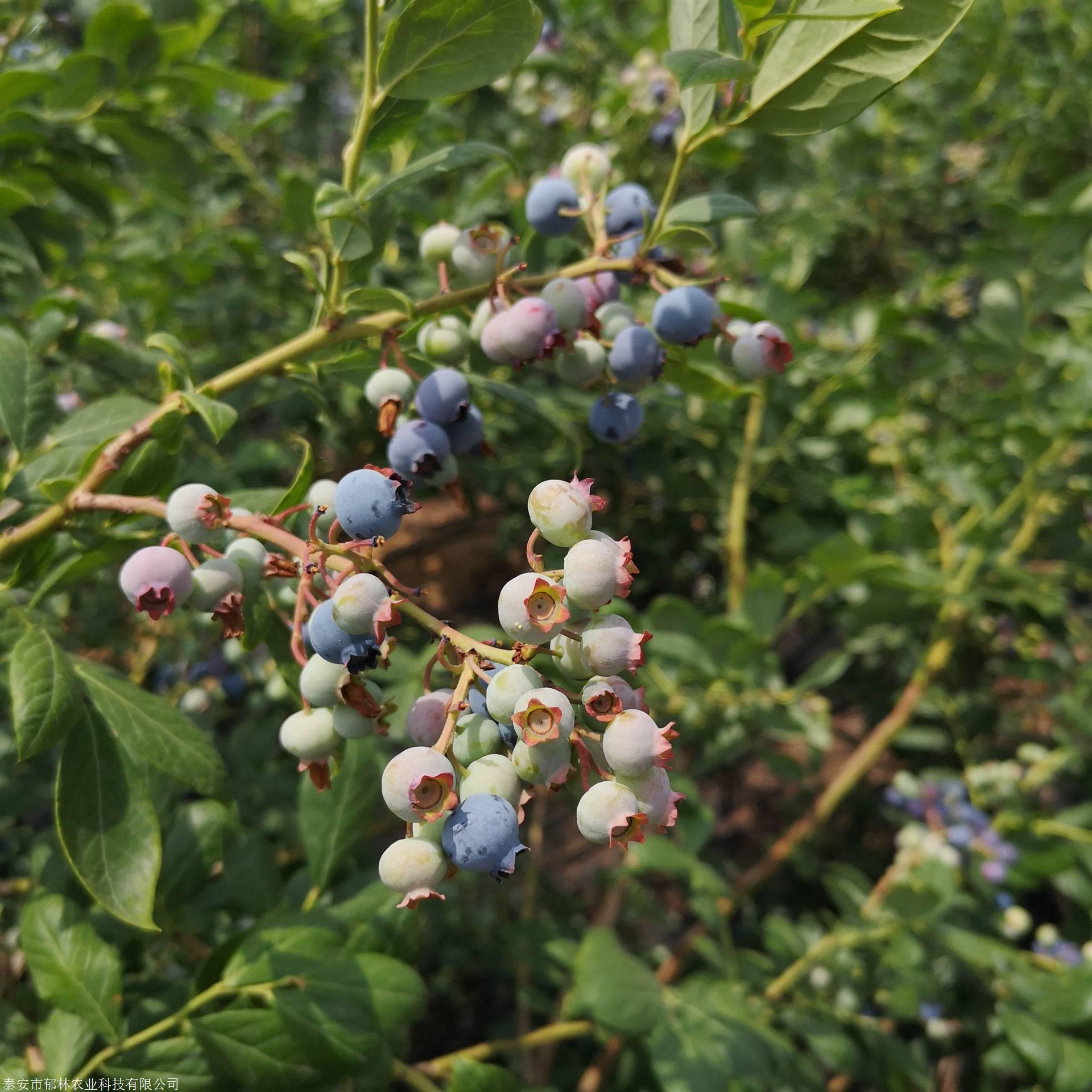 1年2年3年地栽盆栽早蓝蓝莓苗一亩地栽多少棵