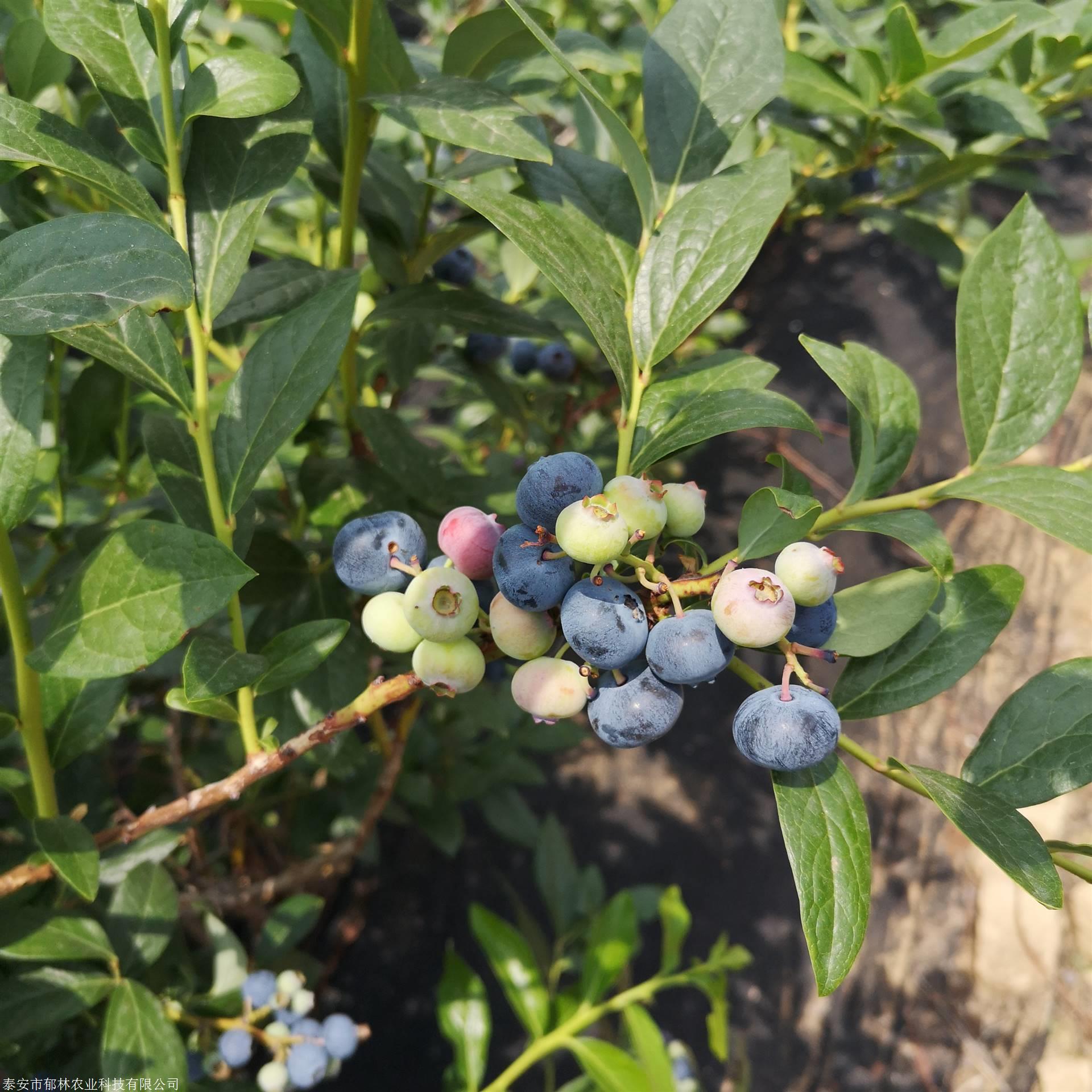 1年2年3年地栽盆栽芬蒂蓝莓苗品种介绍