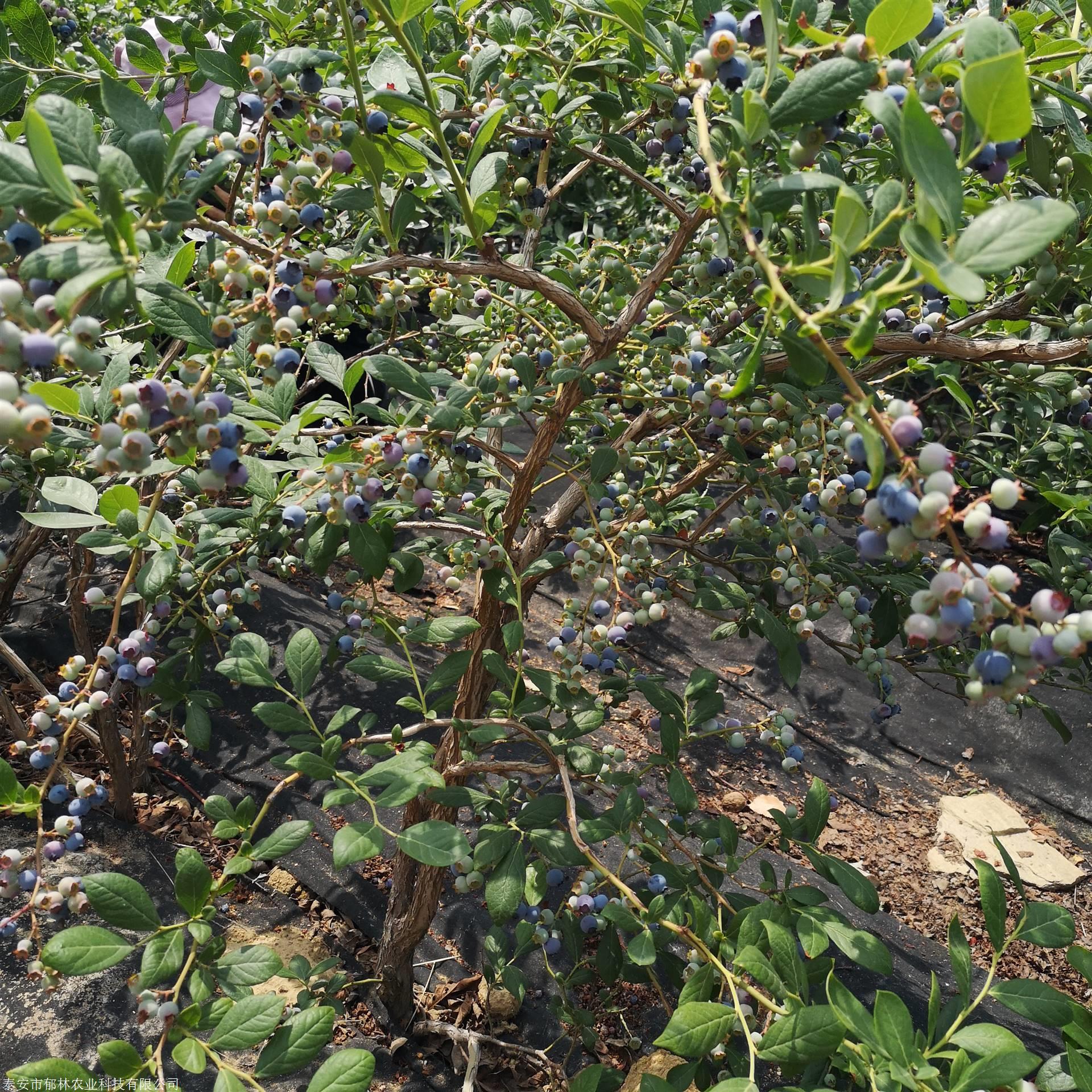 1年2年3年地栽盆栽美登蓝莓苗规格齐全