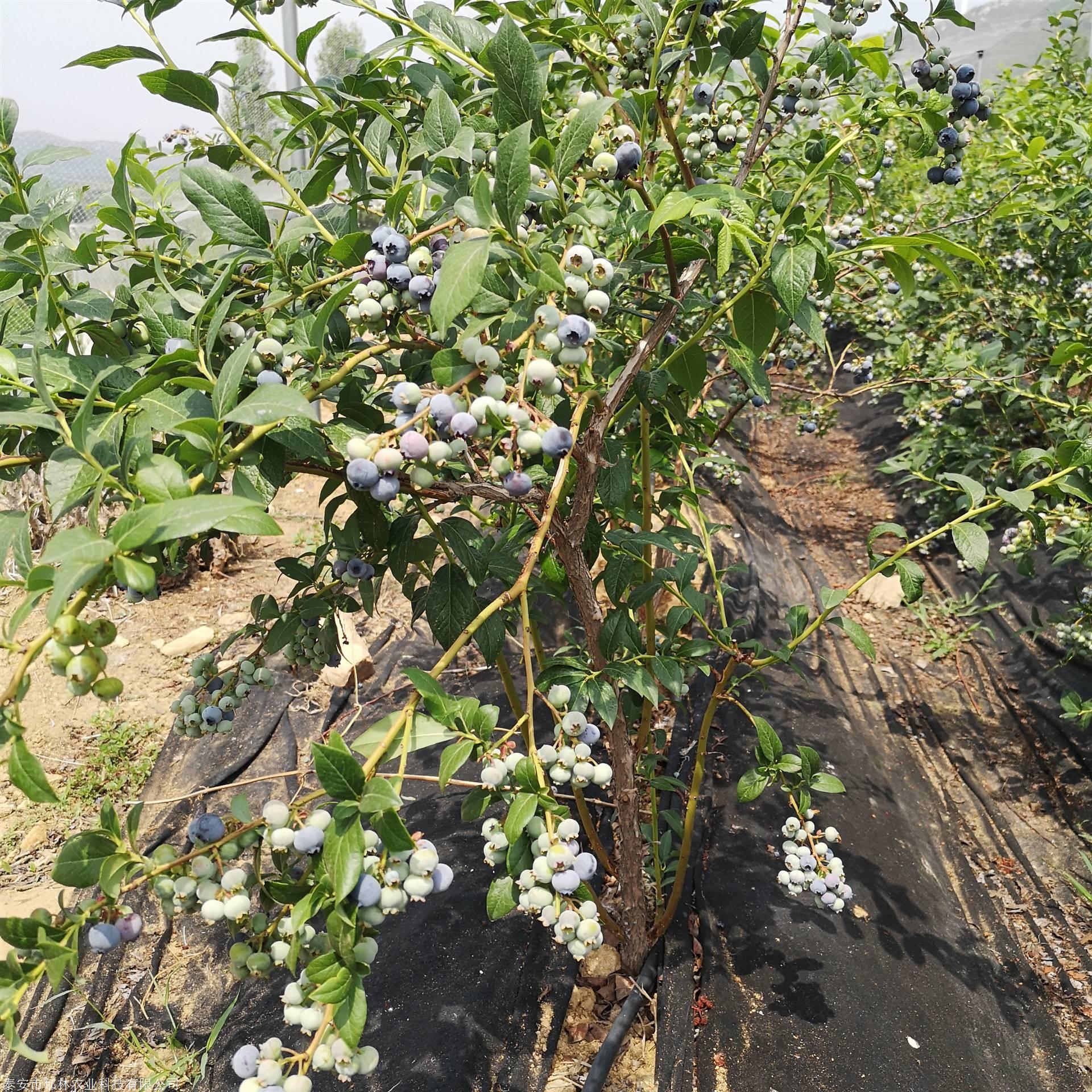 1年2年3年地栽盆栽早蓝蓝莓苗一亩地栽多少棵