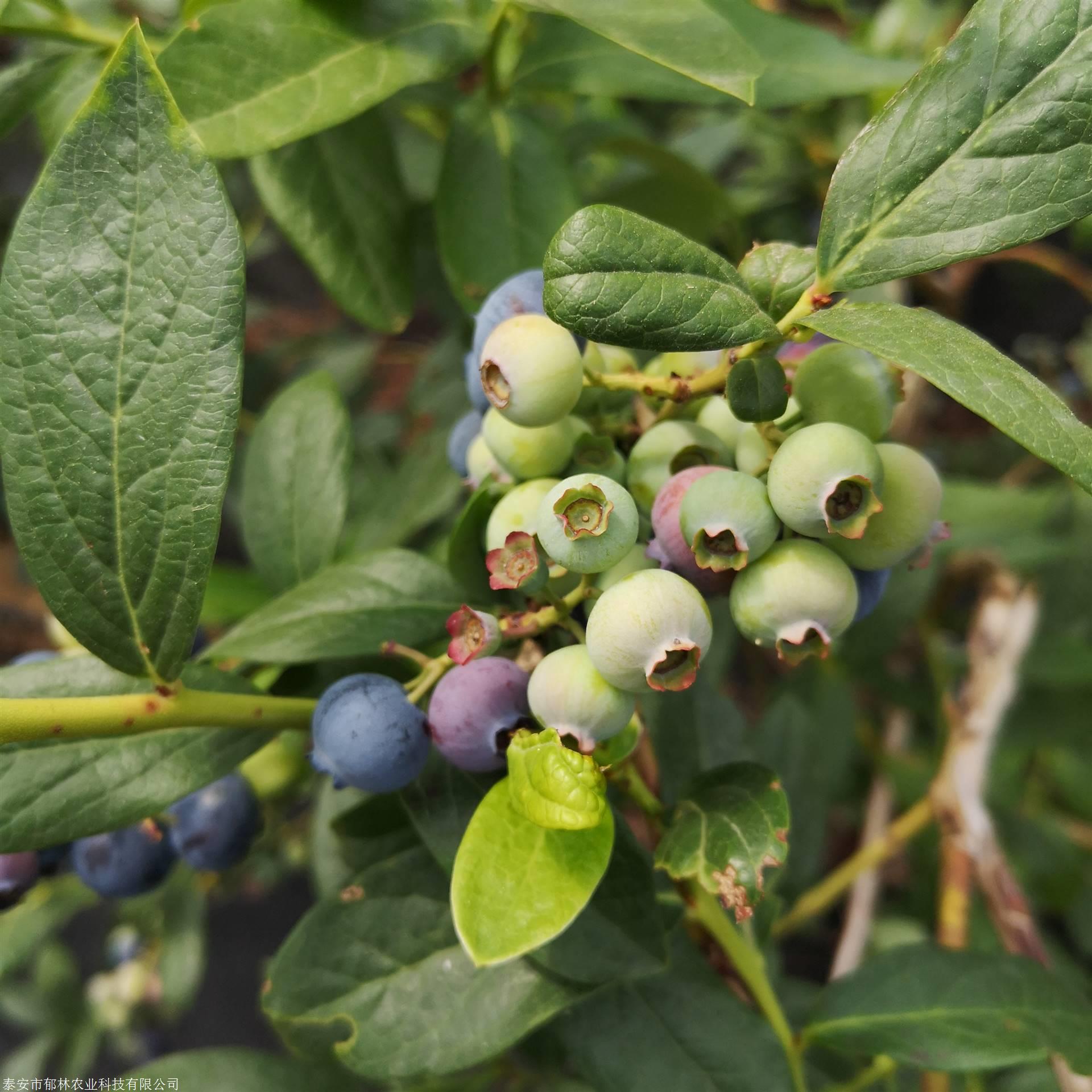 1年2年3年地栽盆栽兔眼蓝莓苗丰产性如何