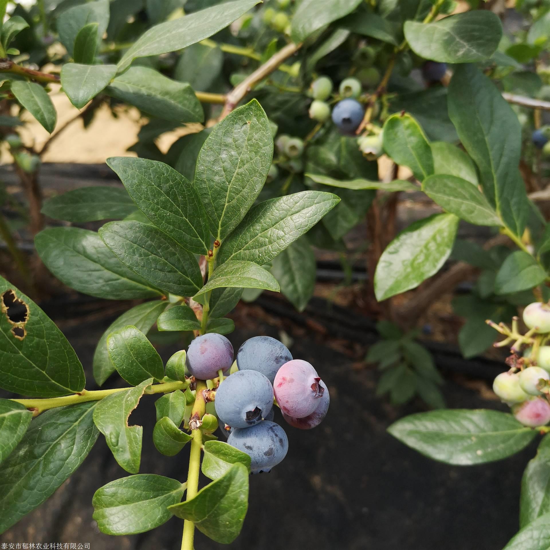 1年2年3年地栽盆栽双丰蓝莓苗种植管理技术