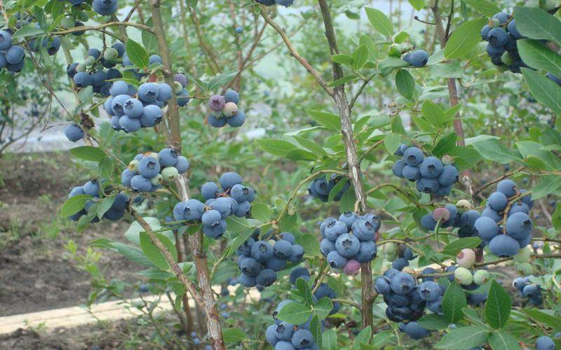 高产蓝莓品种介绍