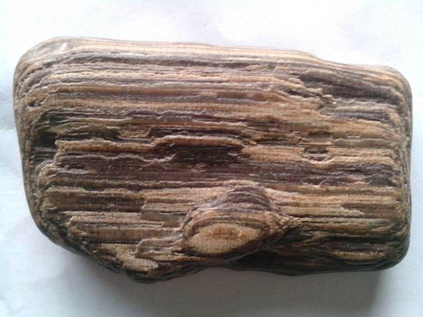 保真交易 木化石拍卖现如今价格