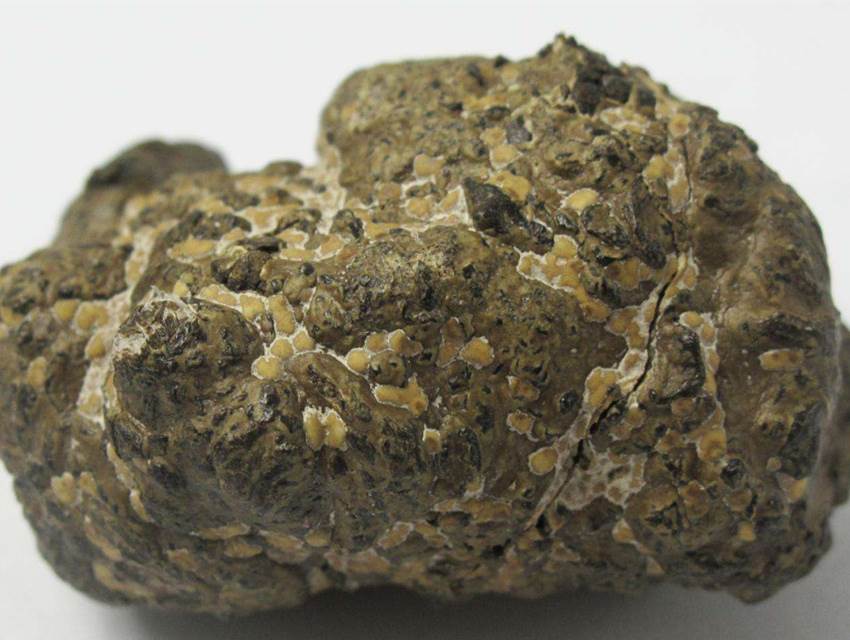 驴宝现金交易去哪里有