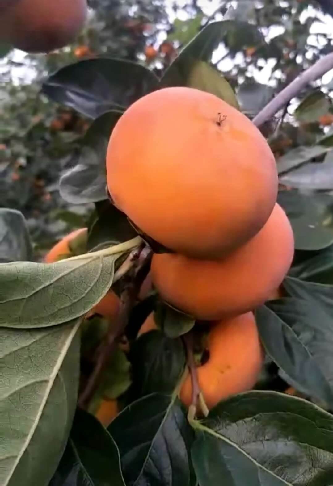 农林水产省果树试验场安艺津支场选育而成,完全甜柿.