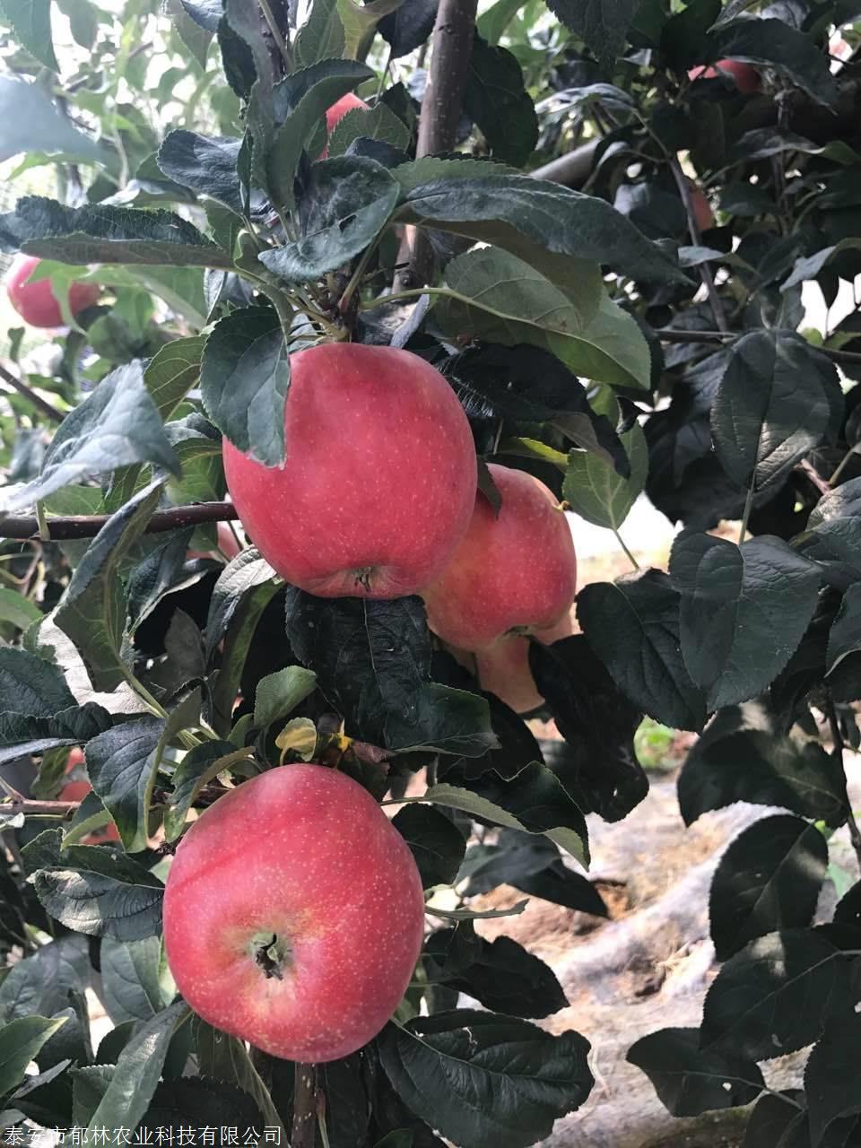 伏帅苹果苗修剪时间,m9t337苹果苗修剪时间