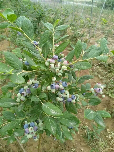 1年2年3年地栽盆栽甜粒星蓝莓苗对土壤的要求