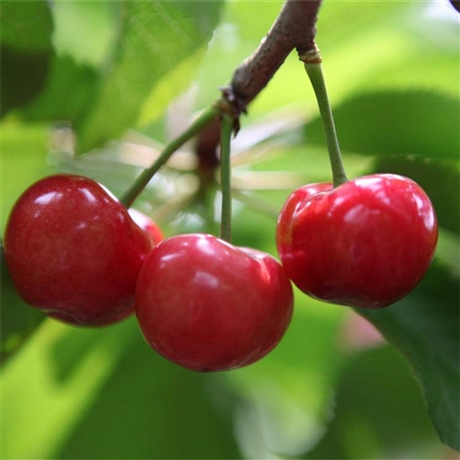 1公分2公分3公分黑兰特樱桃树苗价格及报价