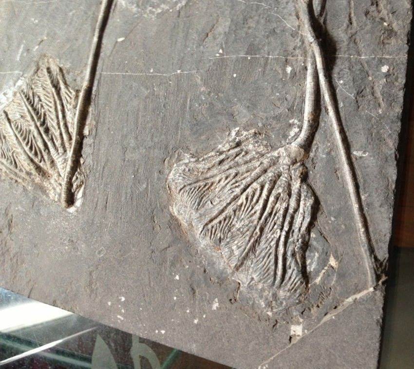 哪里可以交易海百合化石拍卖吗