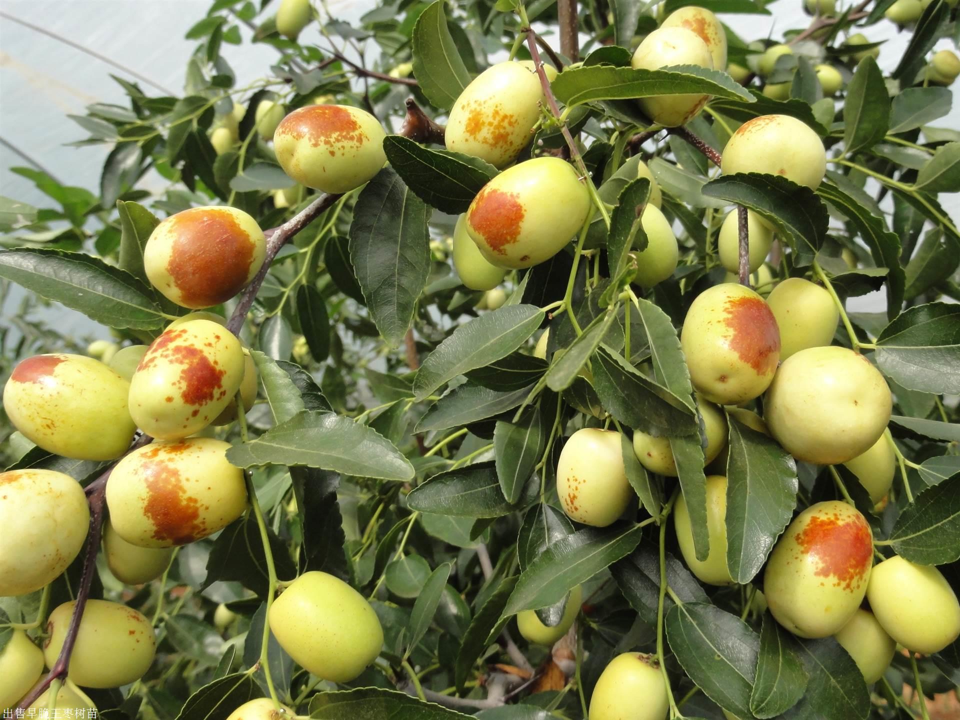 枣苗,枣树,金丝新四号枣数量- 产品信息联系方式品牌江苏斯点种类橙