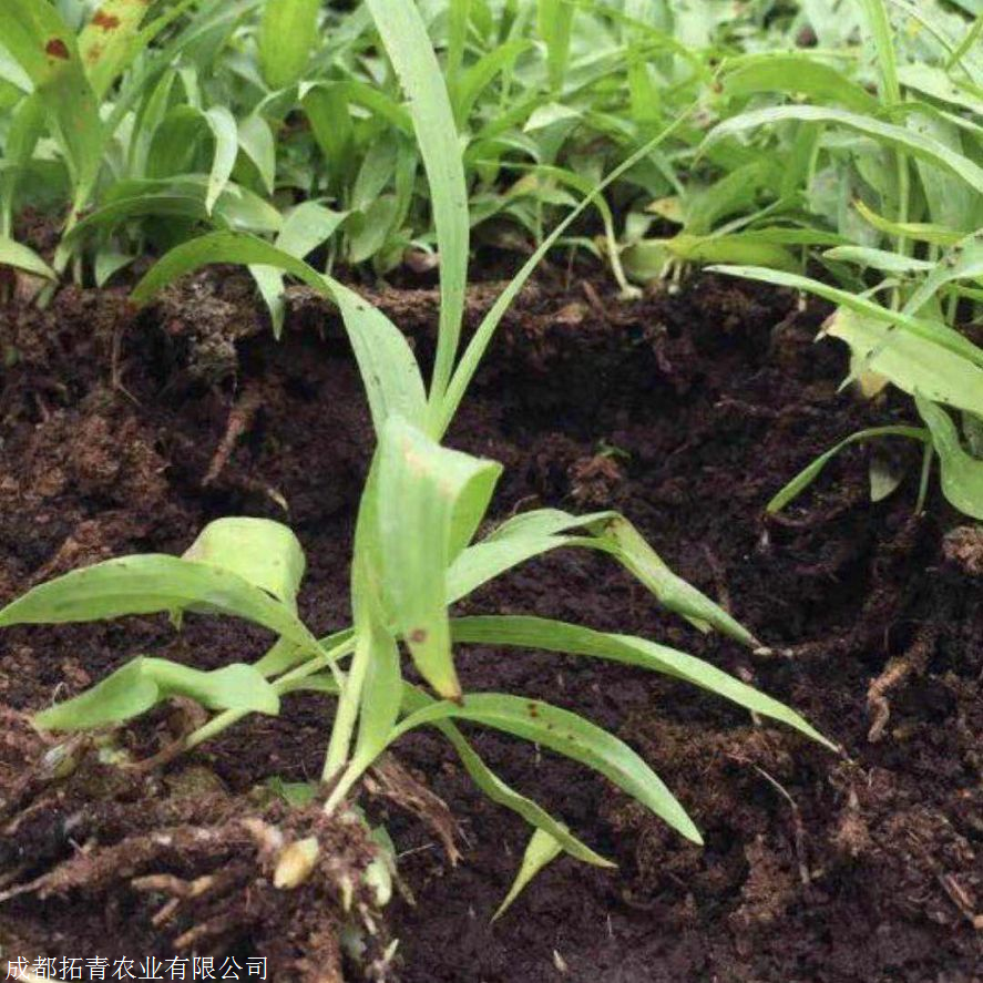 白芨怎么种植(白芨怎么种植长的快)