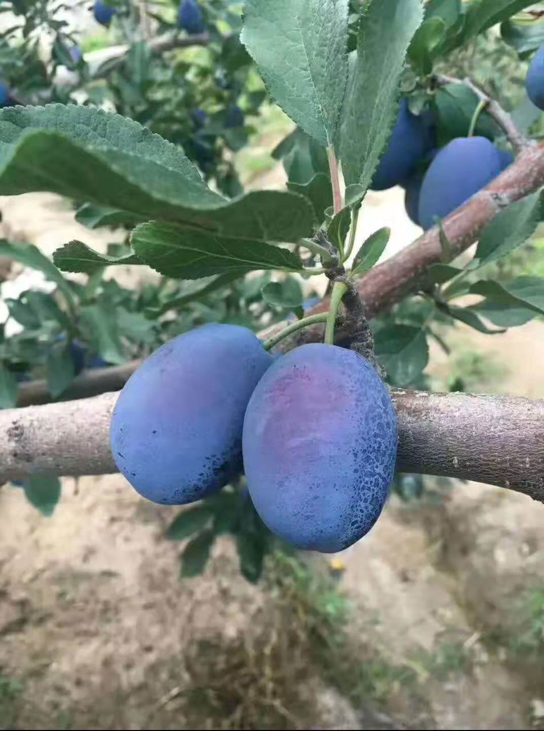 清远1米高的西梅法兰西李子苗