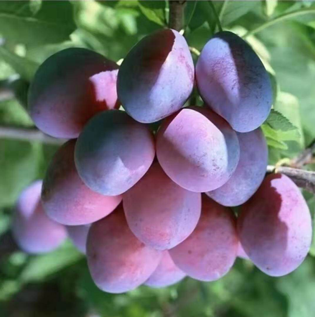 吴忠三年生的西梅女神李子苗