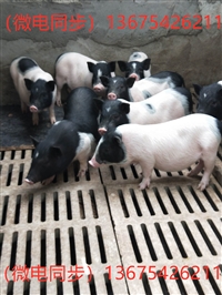 宠物巴马香猪价格多少钱一头