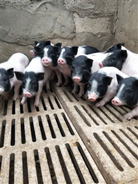 纯种巴马香猪价格多少钱一只