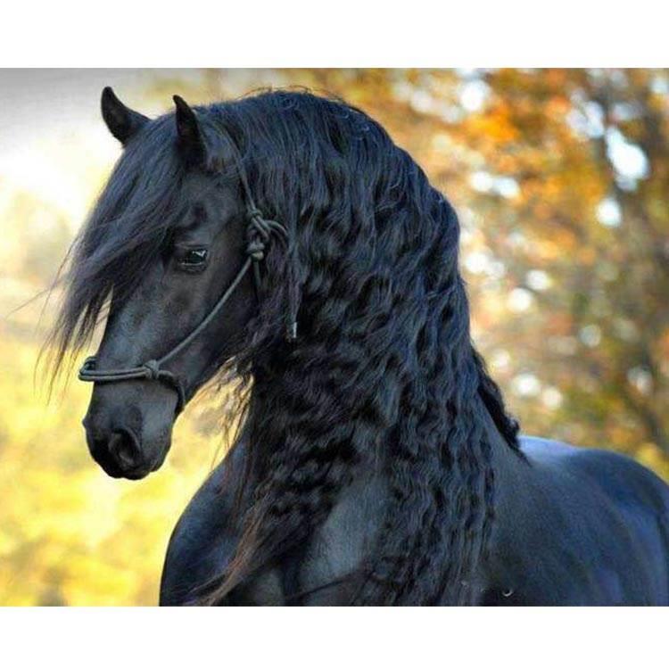 骑乘马出售半血马阿拉伯马价格