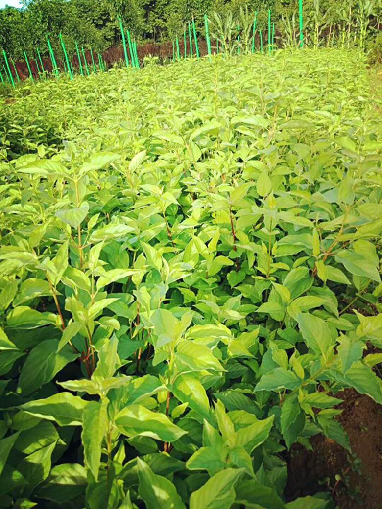 供应红柳.丛生红柳 陕西红端木 陕西红柳 红端木小苗 陕西垂柳