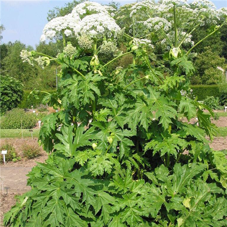 拓青農業白芷種子川白芷種子白芷種植效益